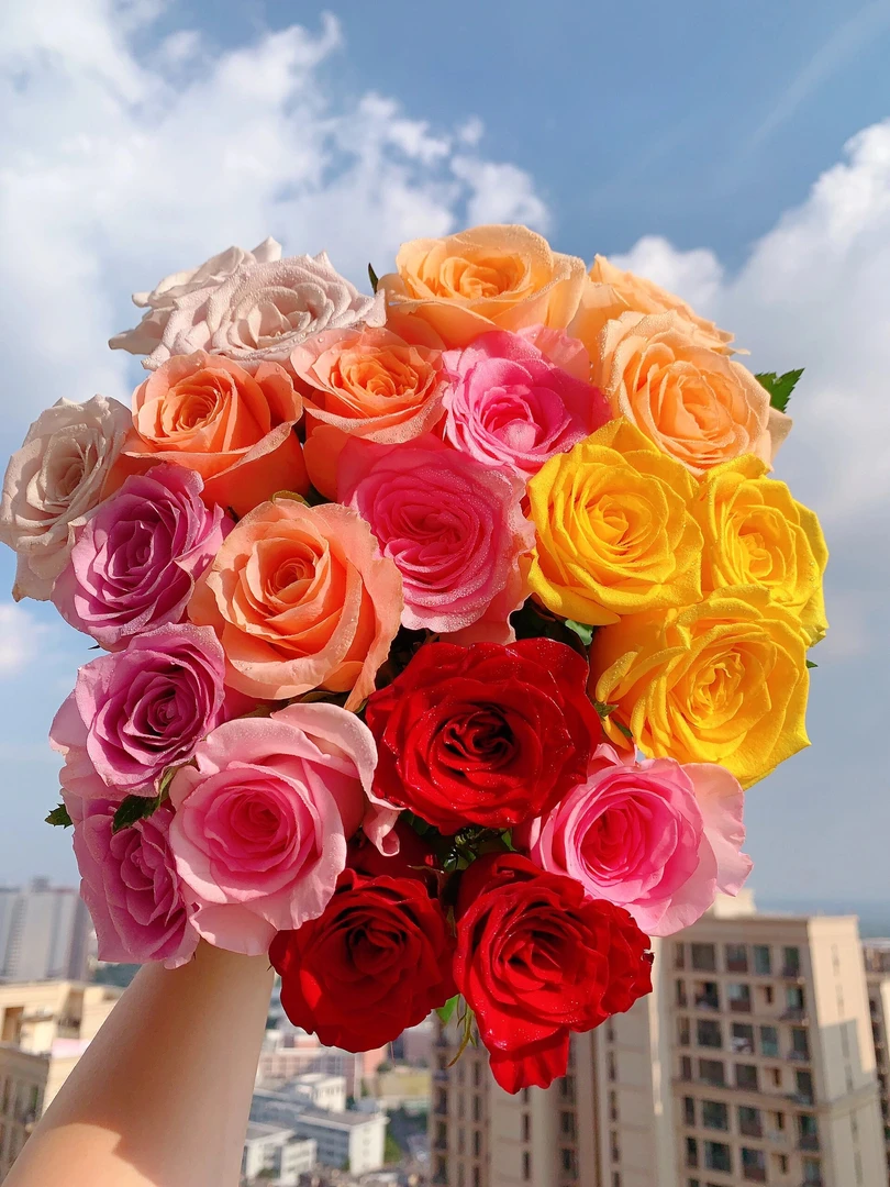 七彩玫瑰10支+鲜花保鲜剂1袋