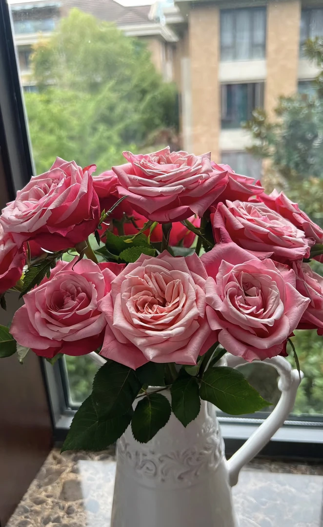 【新疆鲜花】A级闺蜜玫瑰10支（8支+2支售后）