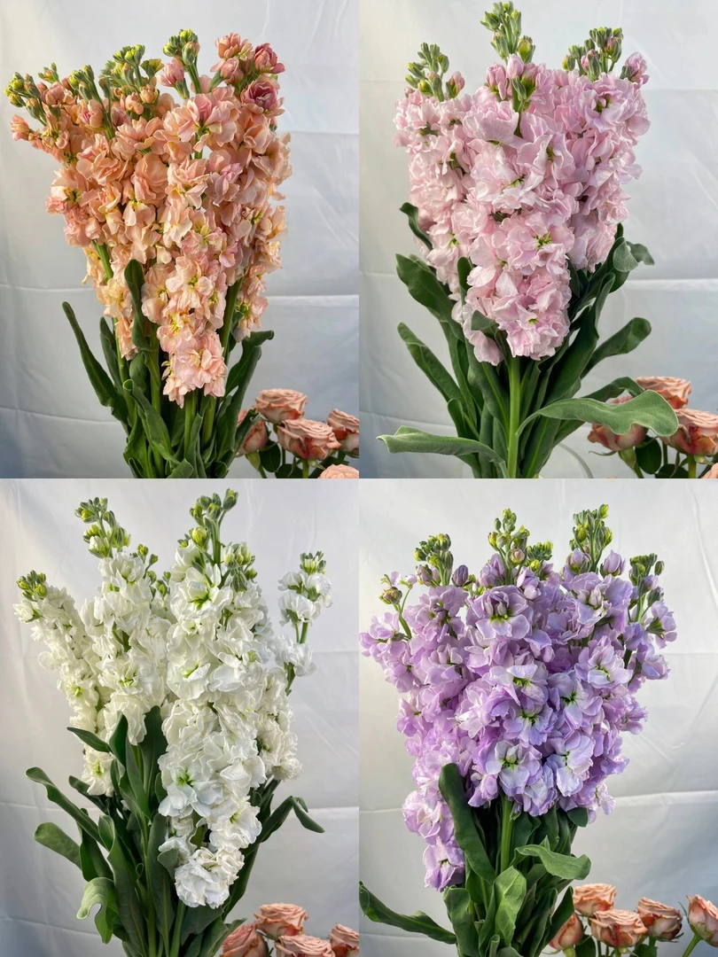 紫罗兰混搭（颜色随机）1扎送1袋鲜花保鲜剂