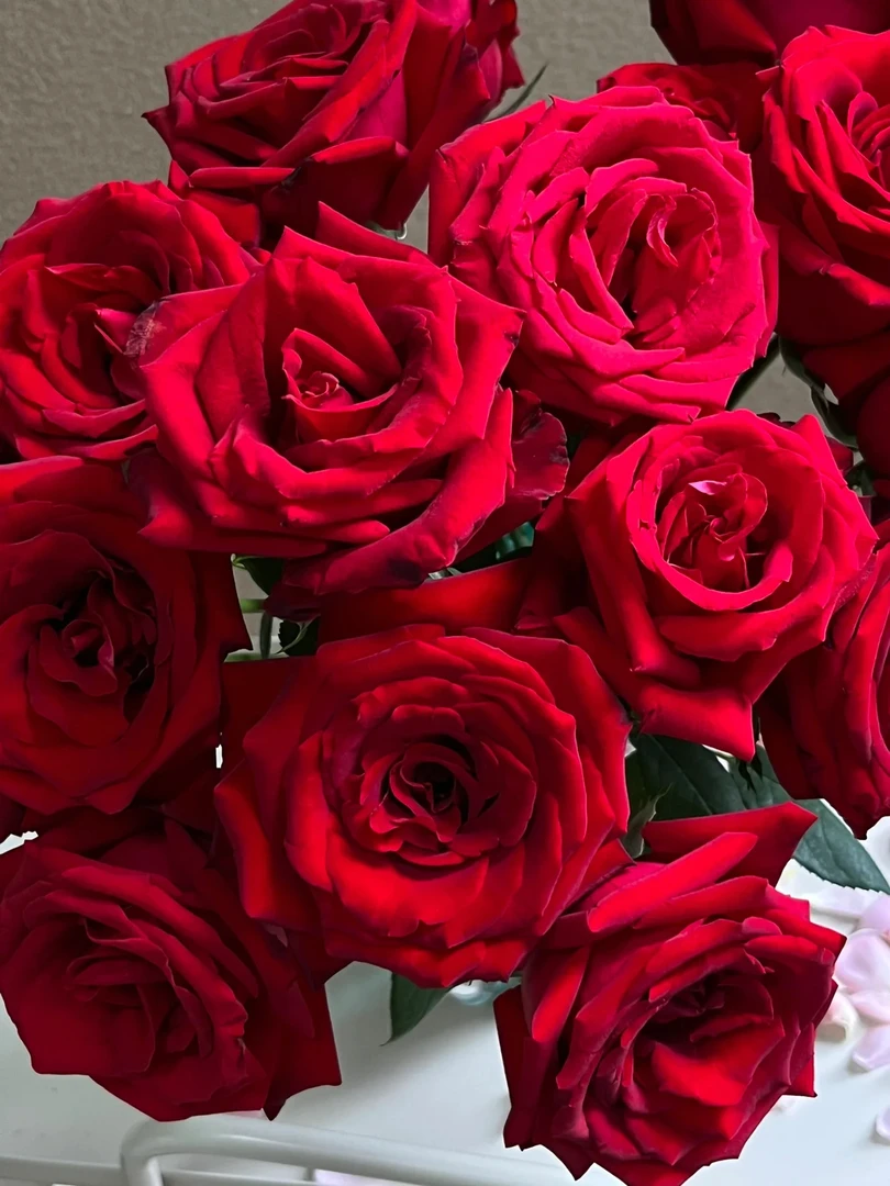 【新疆鲜花】卡罗拉玫瑰20支（含一支售后）+鲜花保鲜剂1袋