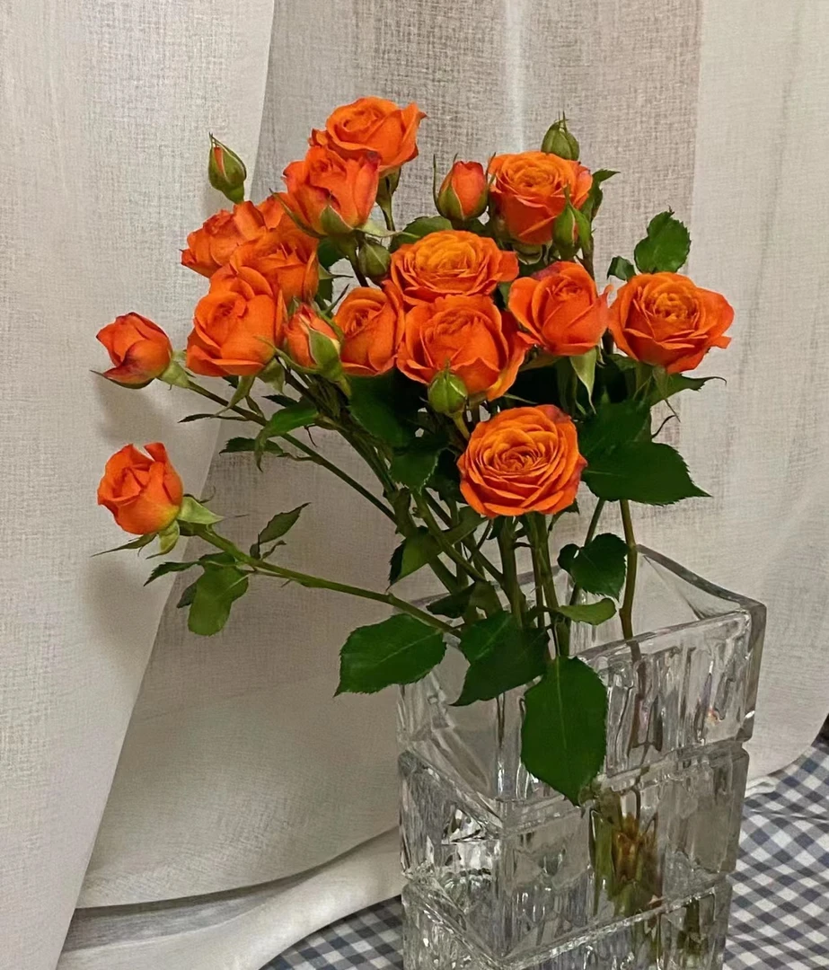 【新疆鲜花】橙芭比多头玫瑰一扎