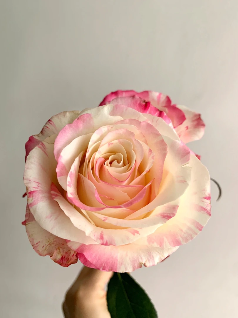 霓裳玫瑰10支送1袋鲜花保鲜剂