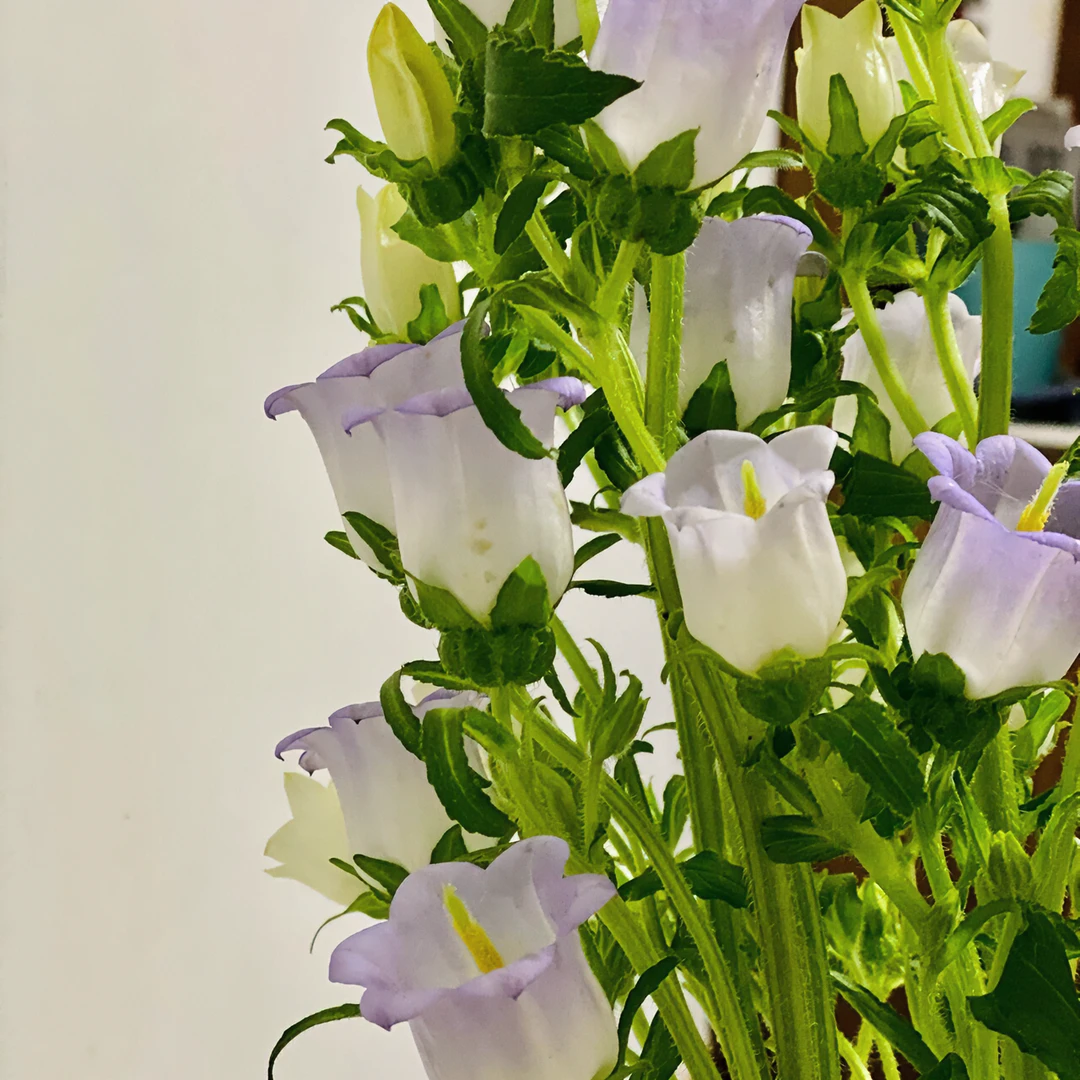 【新疆鲜花】紫色风铃一扎
