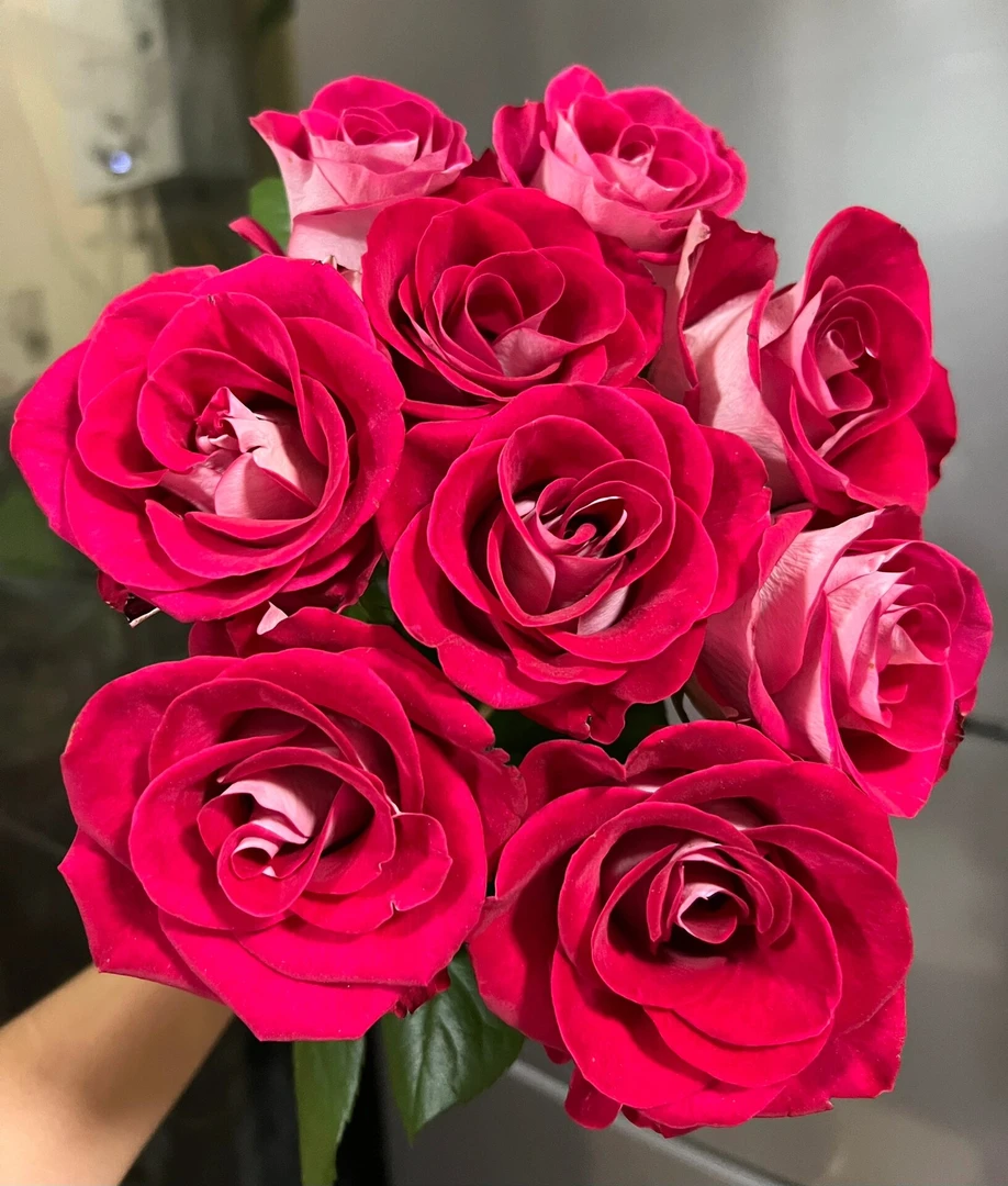 （无土）桃花雪玫瑰10支送1袋鲜花保鲜剂