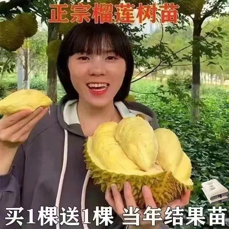 金枕头榴莲果树四季泰国新鲜猫山王榴莲盆栽地栽南方种植当年结果