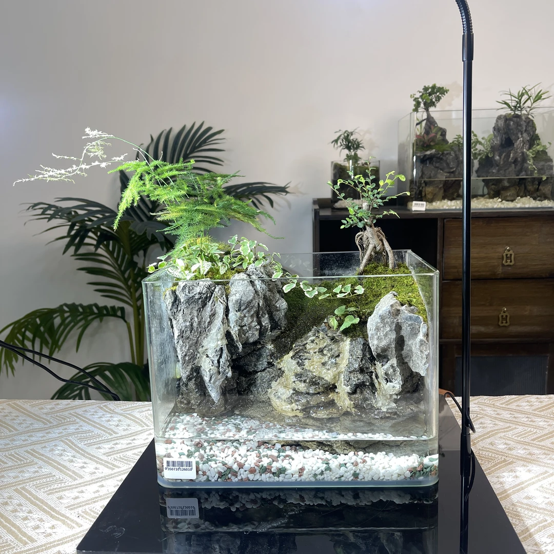 高端微景观·<绫罗缎> 新手好养送礼摆件