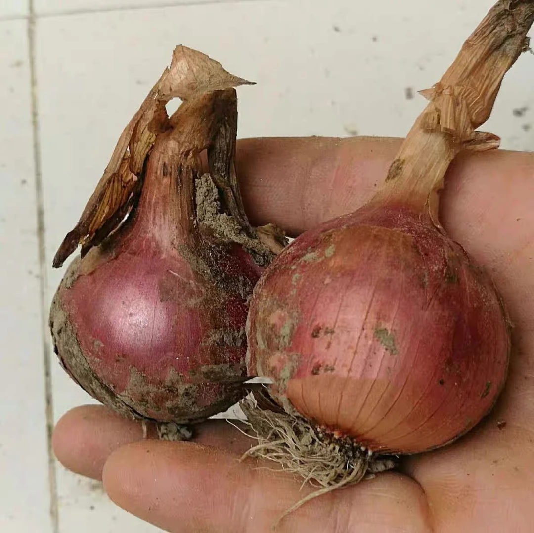 农家传统红皮洋葱种苗子紫皮圆葱甜辣四季盆栽田园可留种