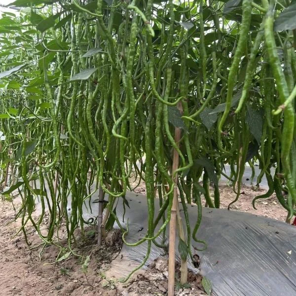 火凤凰超长线椒种子香辣线椒中薄皮特长高产辣椒皱皮青红辣椒正宗