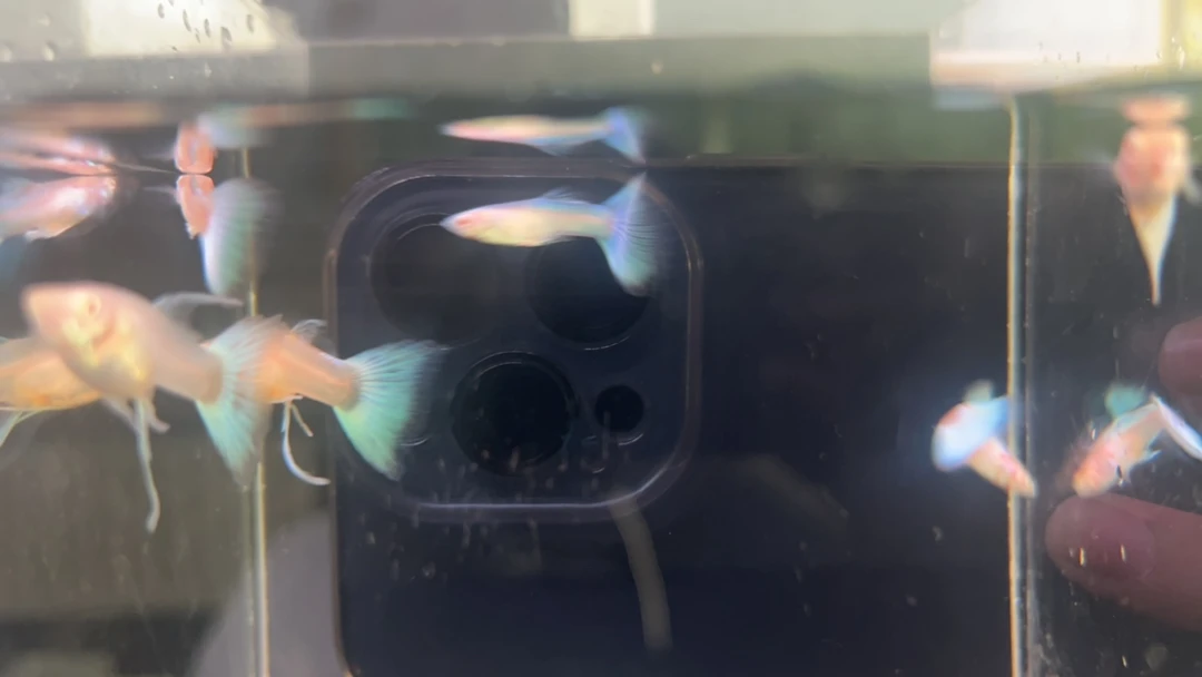 蓝白缎带孔雀鱼1对 3-4cmcm（公鱼无飘带）