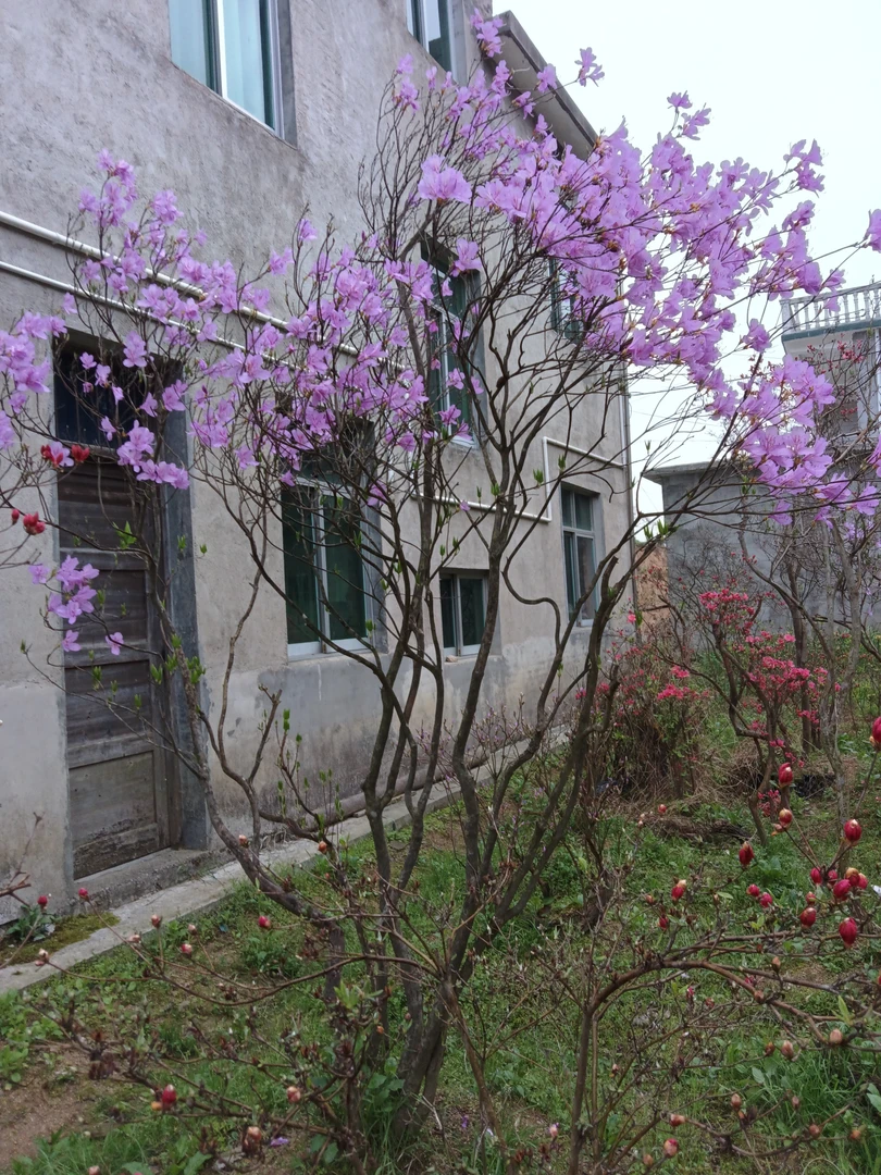 好货原生态先花后叶映山红映山红老桩映山红树桩庭院盆景