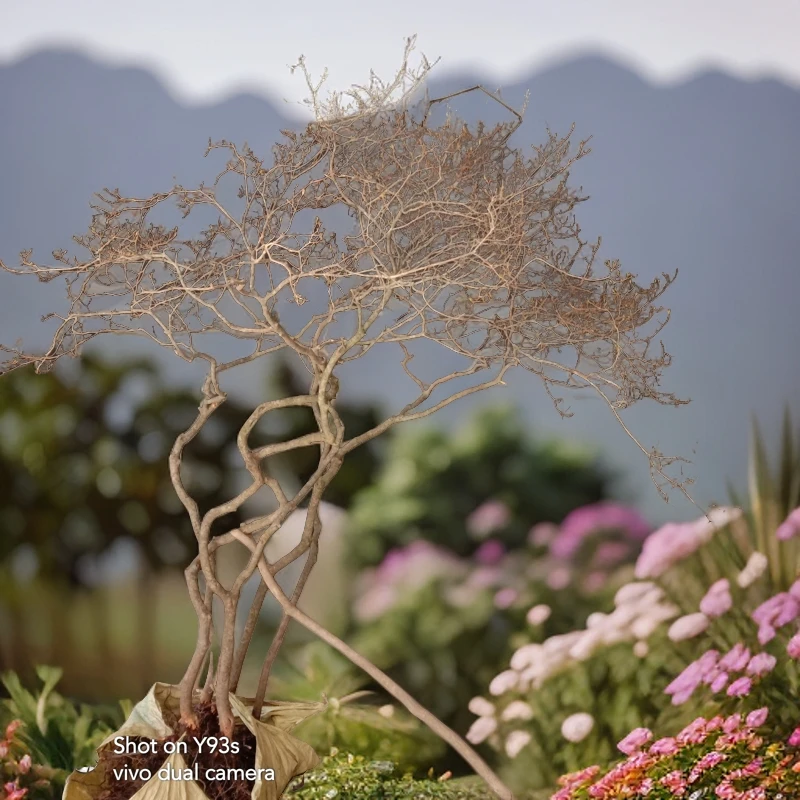 好货原生态先花后叶映山红