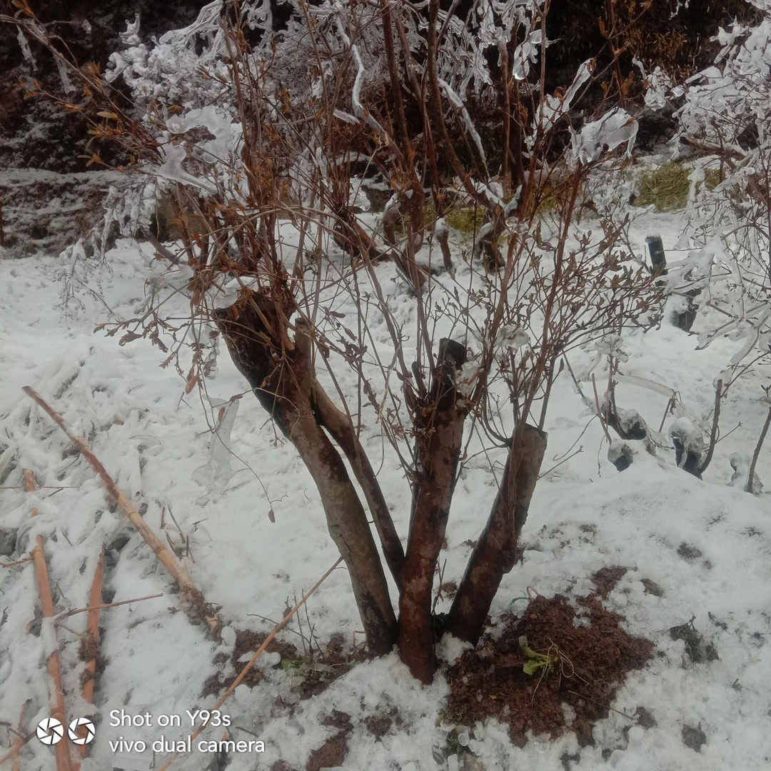 映山红盆景园林装饰映山红老桩映山红树桩下山老桩盆栽映山红杜鹃