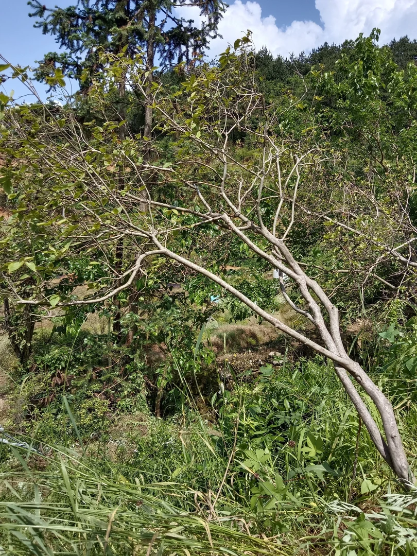 好货原生态先花后叶映山红