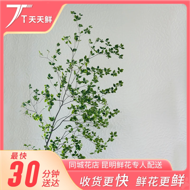 【吊钟1把】居家绿植 | 高级居家氛围感 | 同城一小时到家