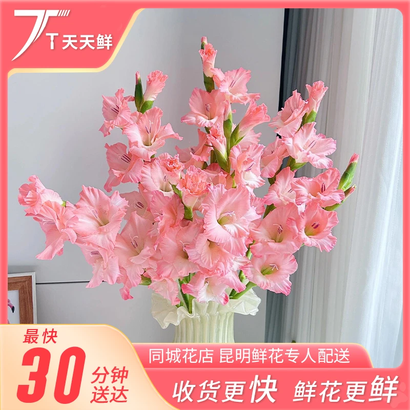 【一小时到家・花神剑兰 5支】年宵花 鲜花同城小时达配送 昆明基地鲜花水插花家用