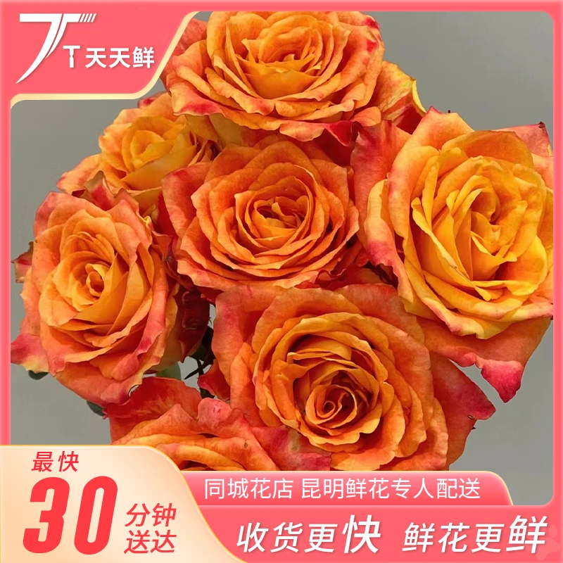 【欢乐颂玫瑰10支】花期长 | 颜色艳丽 | 同城一小时到家