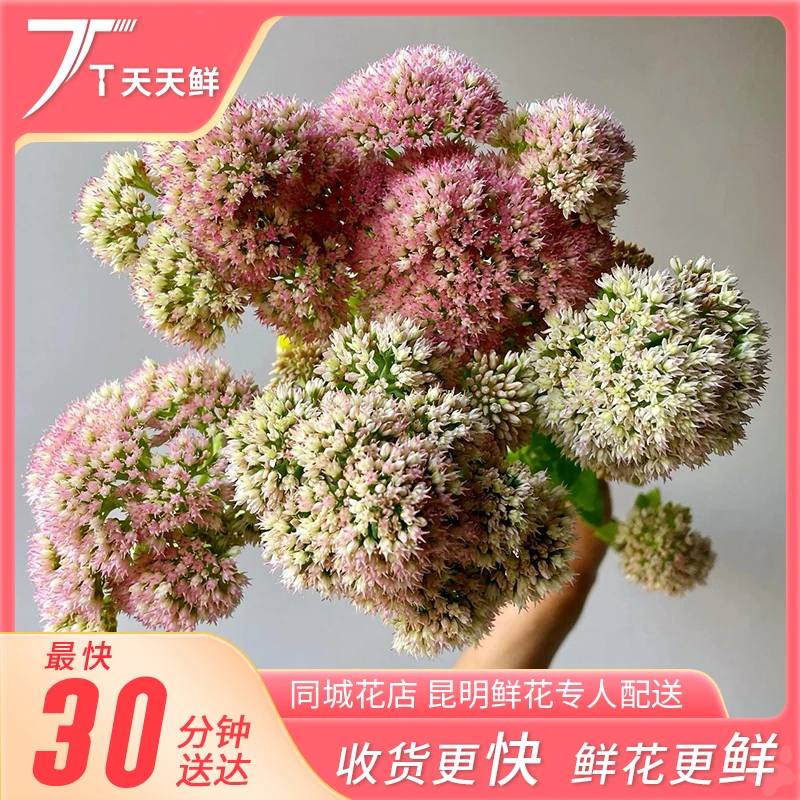 【景天花 一把】云朵质感一样的鲜花
