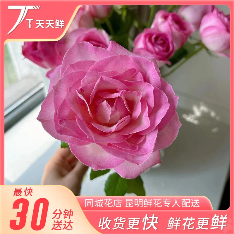 【糖果雪山玫瑰10支】高品质 | 花期长 | 同城一小时到家