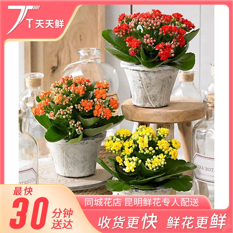 【高质量长寿花 2盘】小时达同城配送 昆明基地鲜花水插花家用