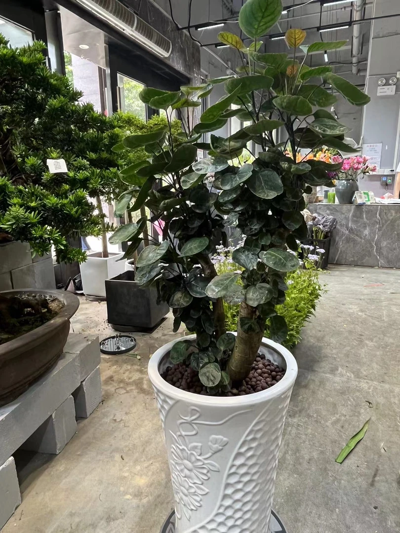 （金钱兜绿植）