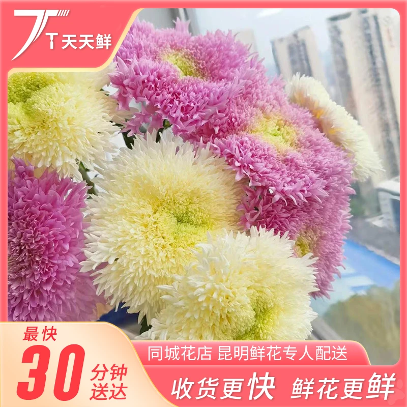 【面包菊 5支】鲜花同城小时达