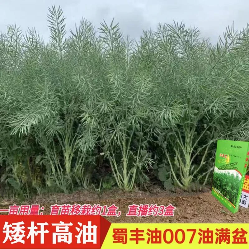 矮杆高产蜀丰油007油满盆油菜种子榨油专用矮杆耐寒抗倒伏油菜籽