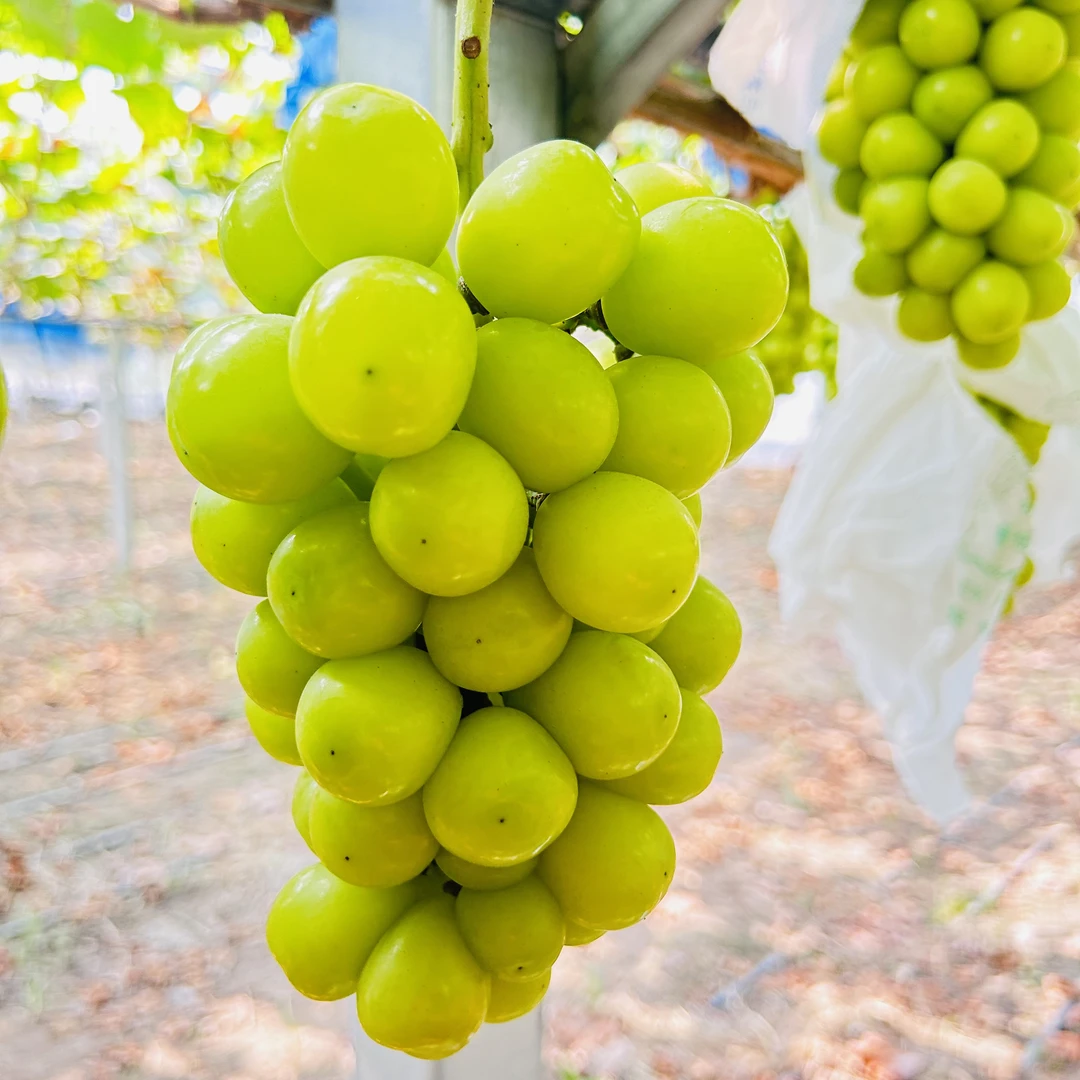 【5斤家庭装】维清源精品阳光玫瑰葡萄无籽无核顺丰包邮