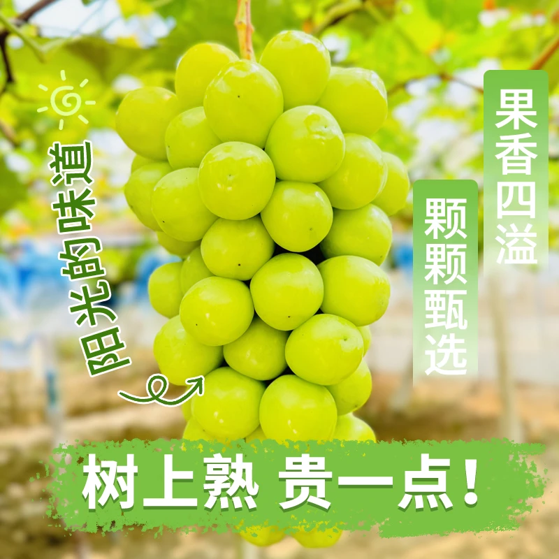 【三斤顺丰包邮】自然成熟无籽葡萄阳光玫瑰2串纯甜无酸体验装