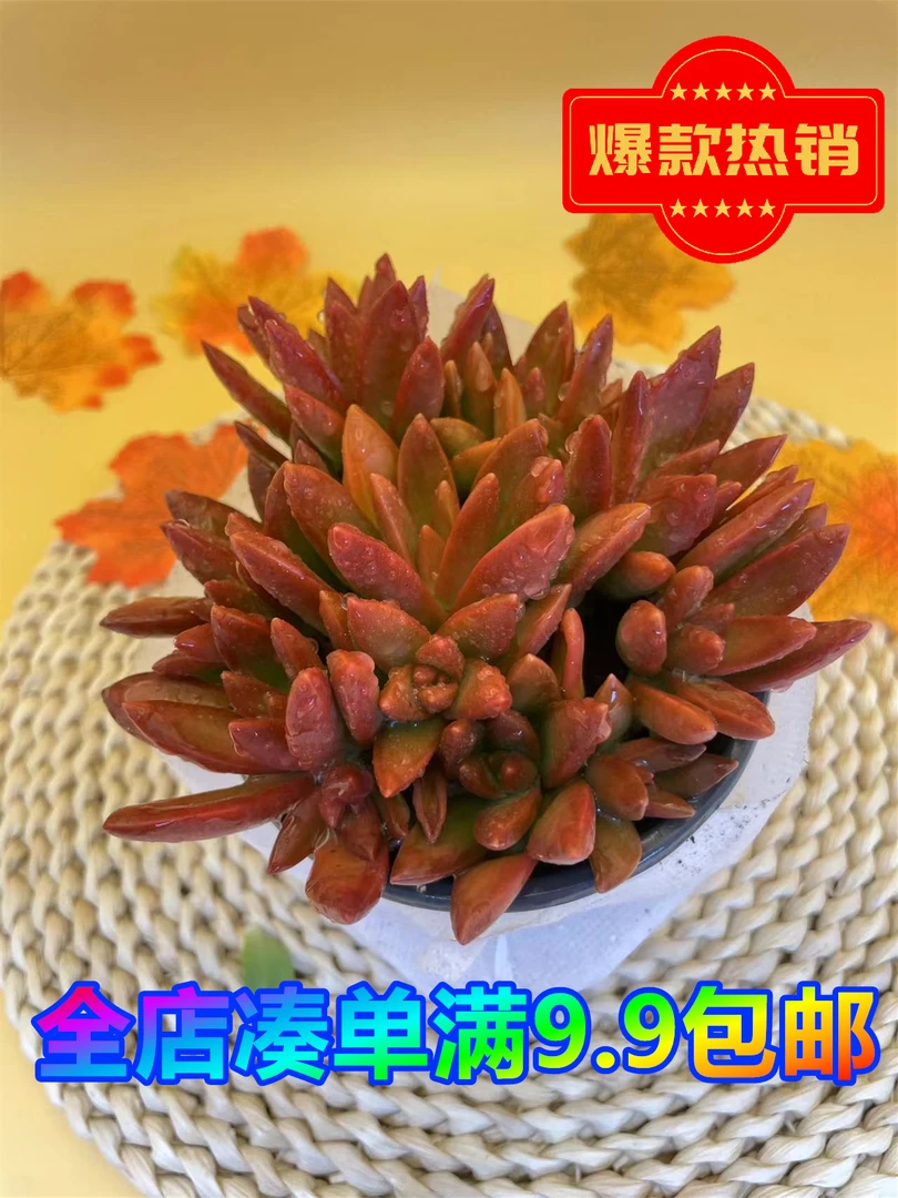红日 带盆土基地直发新手好养阳台庭院盆栽绿植植物