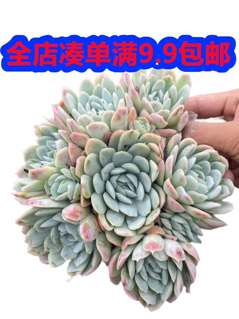 冰梅基地直发新手好养阳台庭院盆栽绿植植物