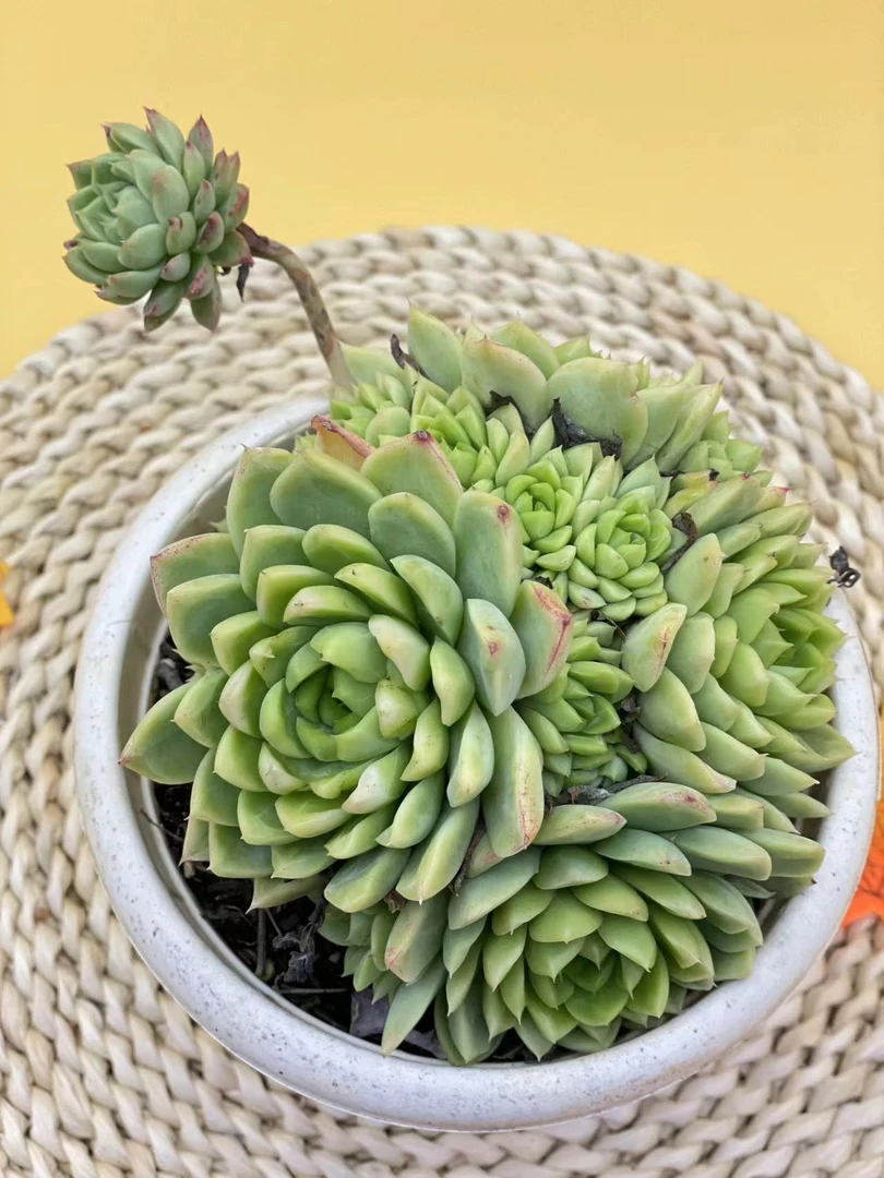 群生麦秆（多肉植物）基地直发新手好养阳台庭院盆栽绿植植物