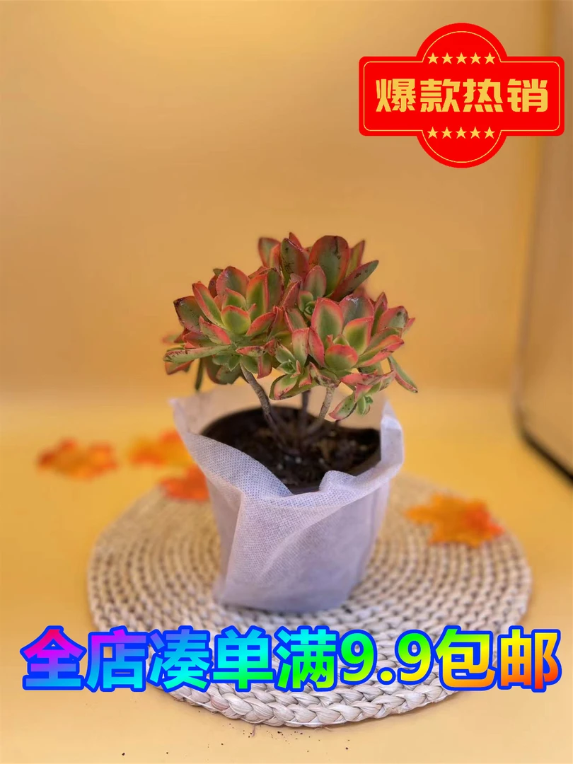 艳日辉 带盆土(多肉植物)基地直发新手好养阳台庭院盆栽绿植植物
