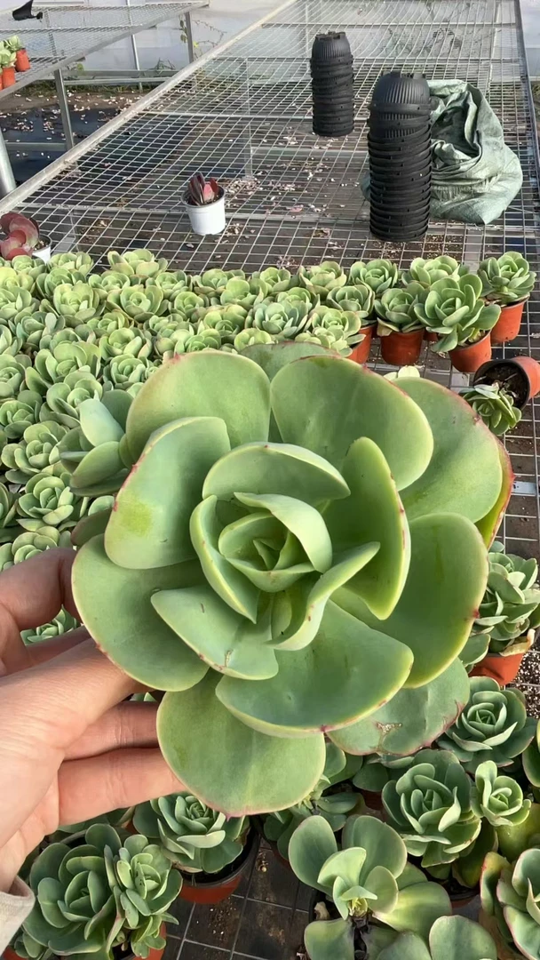 小碧桃（多肉植物）带盆土基地直发新手好养阳台庭院盆栽