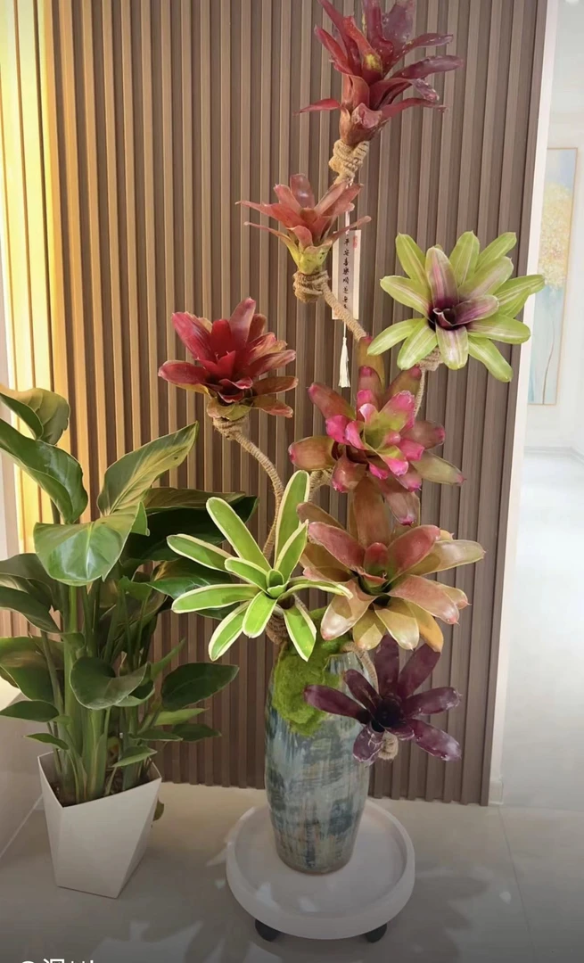 【积水凤梨】空气凤梨五彩积水凤梨植物雨林景植物1
