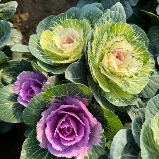 【双拼色】一盆四个头玫瑰甘蓝羽衣甘蓝室内室外阳台花卉冬季开花