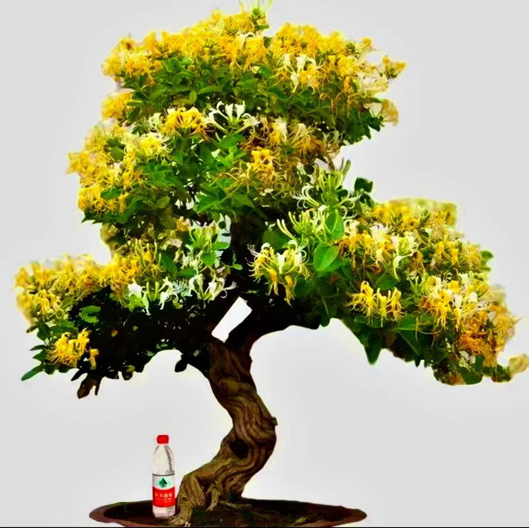 金银花老桩花开三色别墅庭院植物室内室外盆栽观赏南北方均可种植