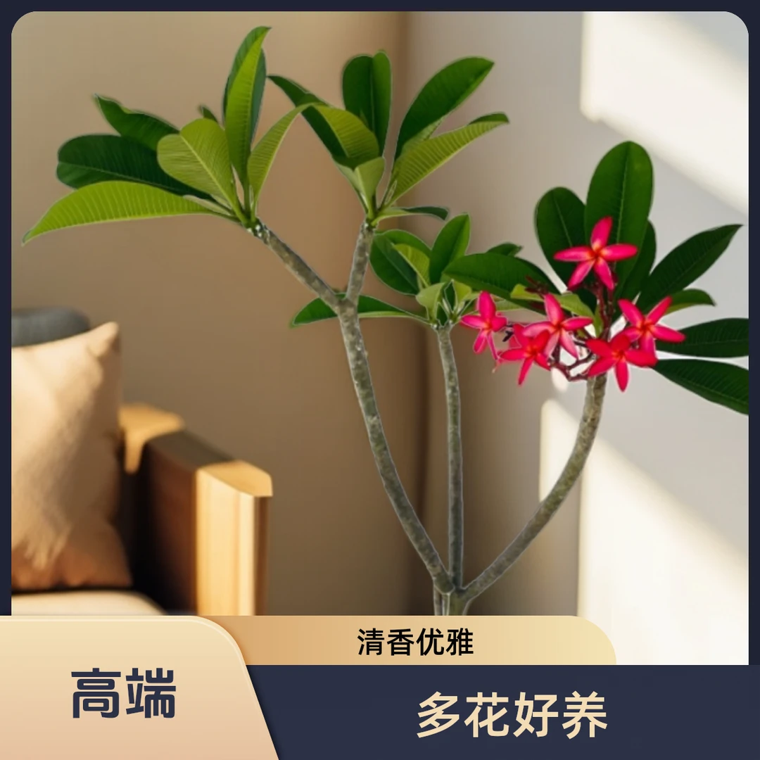 一物一拍红花鸡蛋花苗盆栽庭院阳台盆栽花好养好看开花清香优美