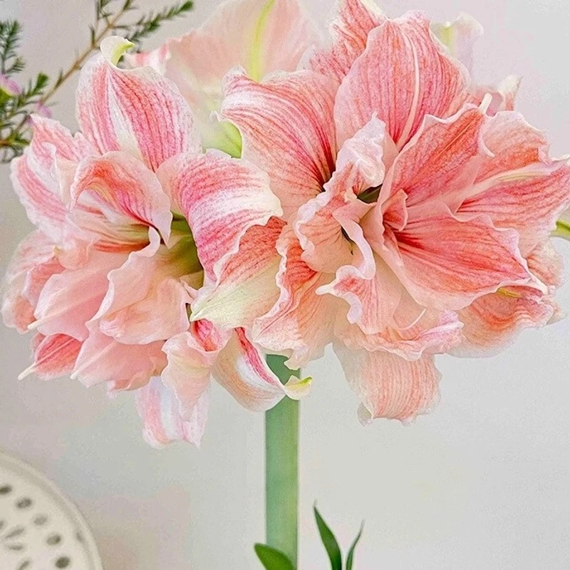 进口荷兰重瓣朱顶红种球大花浓香好养活室内盆栽四季开花植物大球