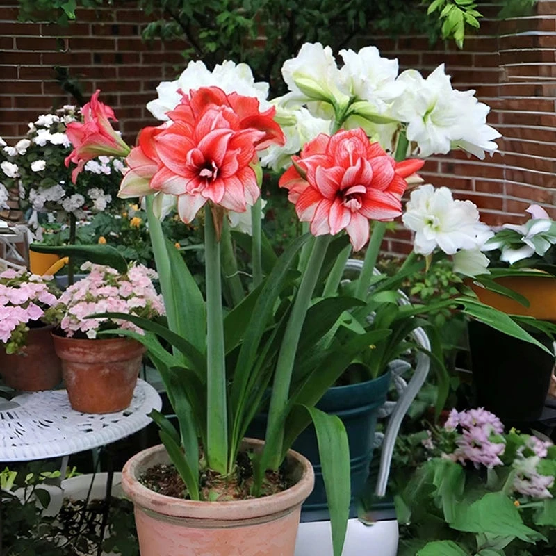 荷兰进口重瓣朱顶红种球室内大花阳台盆栽花卉四季开花植物好养活