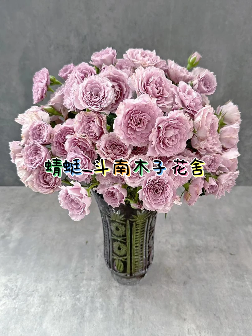 [蜻蜓（易散瓣）]玫瑰一单不发货！！