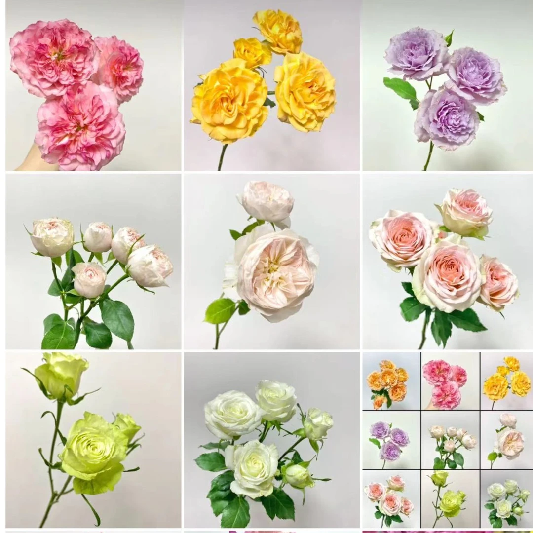 [梦幻水晶]玫瑰一单不发货！！