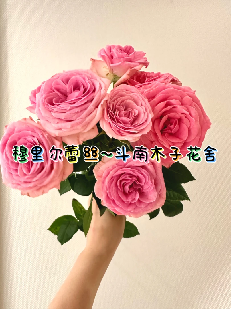 [穆里尔蕾丝]玫瑰一单不发货！！