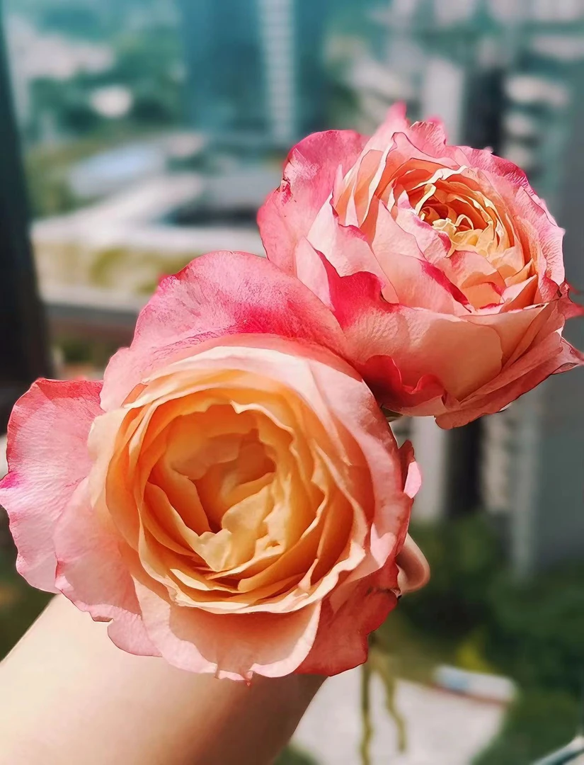 [美人]玫瑰一单不发货！！