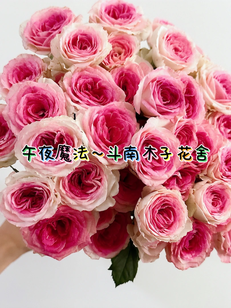 [午夜魔法]玫瑰一单不发货！！