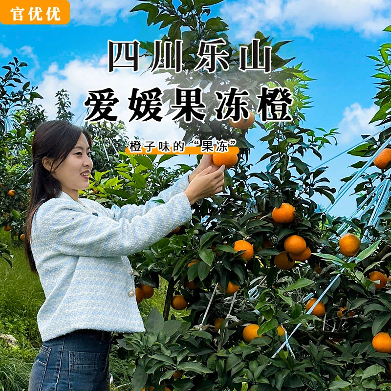 【吕支书推荐】四川新鲜采摘精选爱媛果冻橙香甜可口