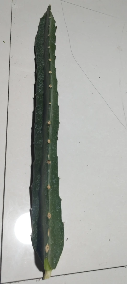 【火龙果枝条】60公分火龙果枝条一支