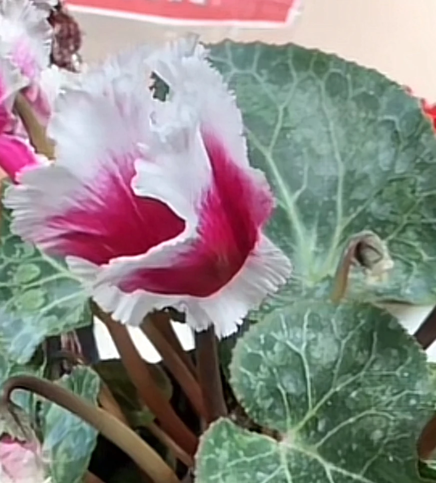 【花蝴蝶】仙客来紫心白边一盆