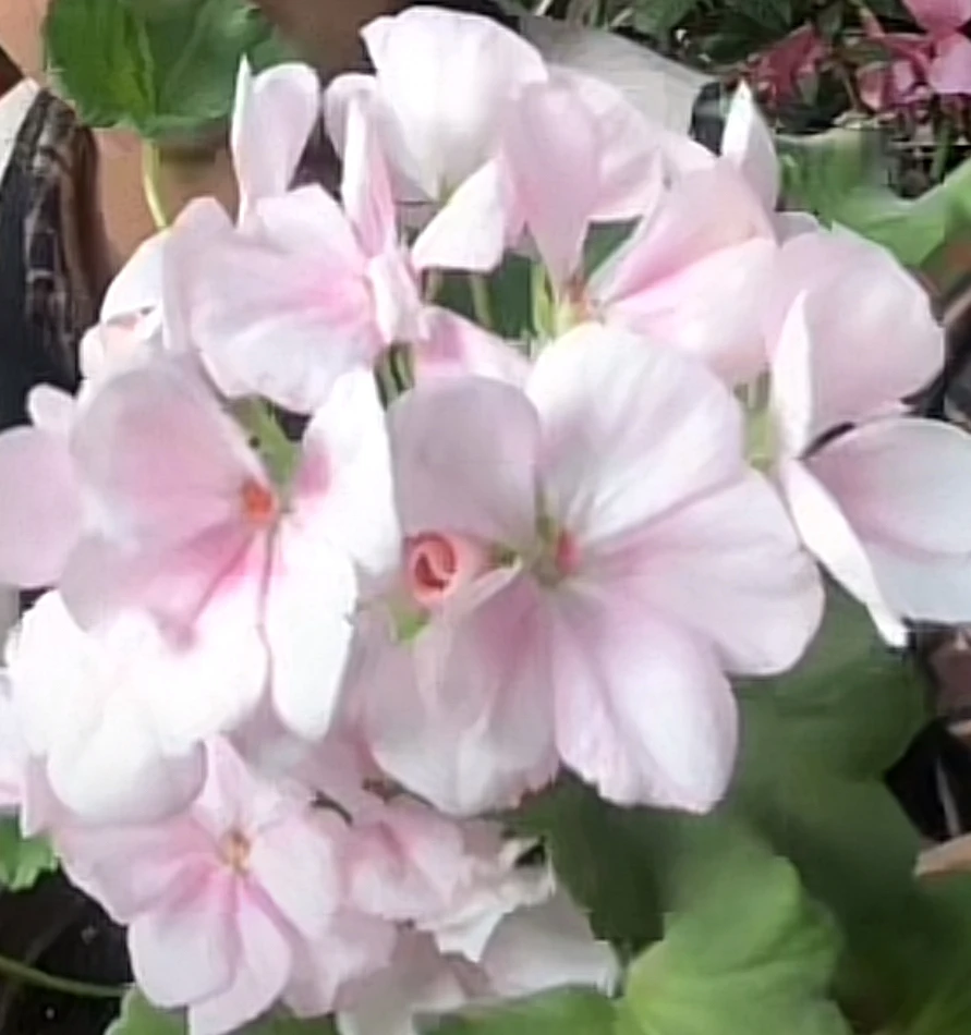 【粉粉公主】【兔子粉】粉色天竺葵