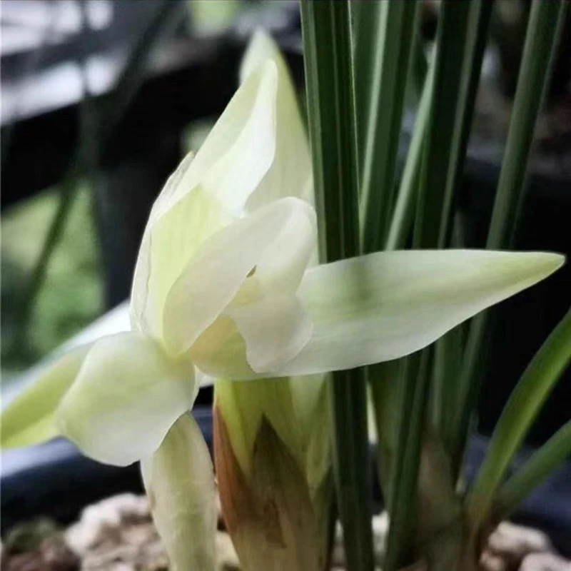 春兰白素花 白雪冰心又名阿里山素