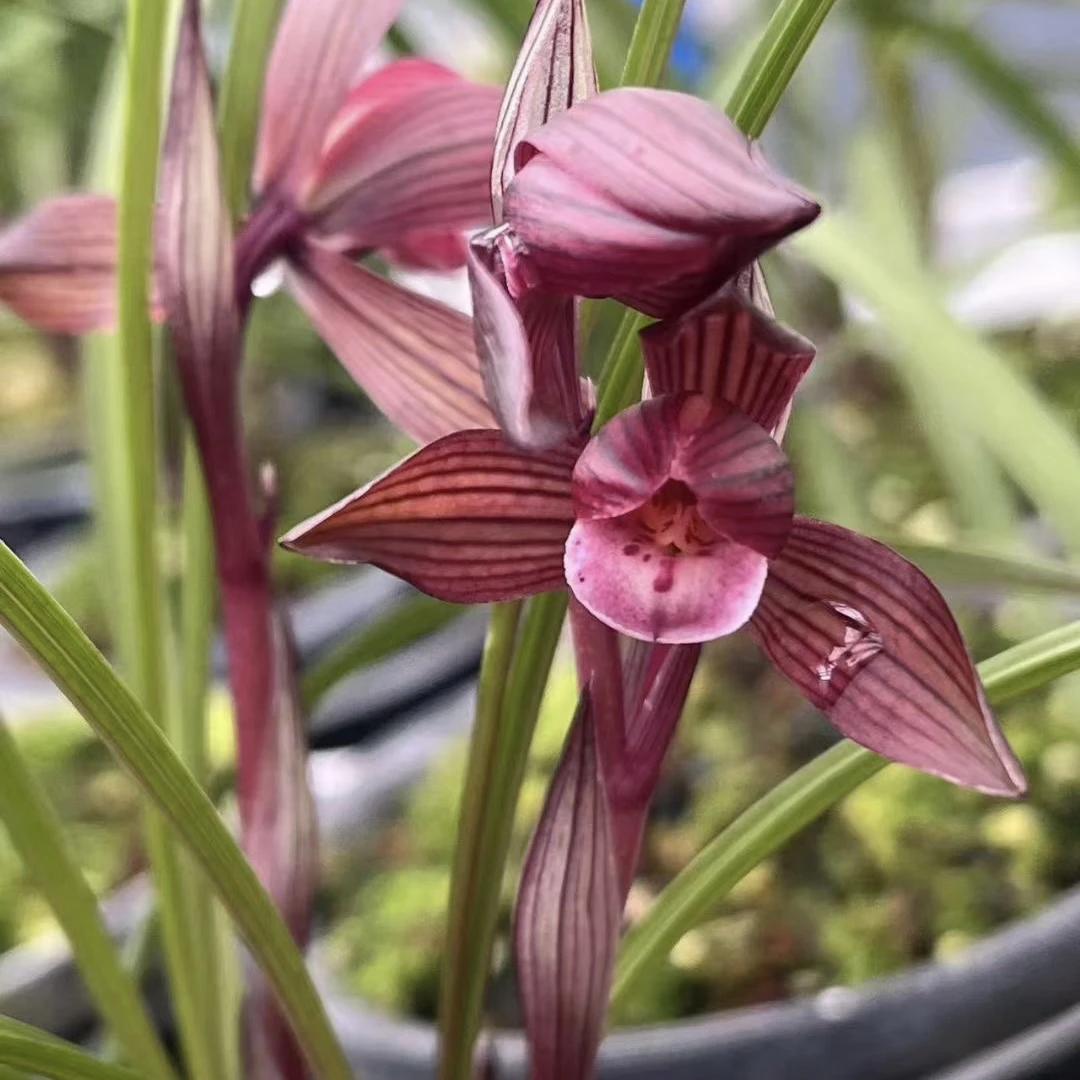 春兰 醉红素 带花苞 室内阳台花卉绿植盆栽勤花勤苗